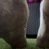 Socken aus dem Garten