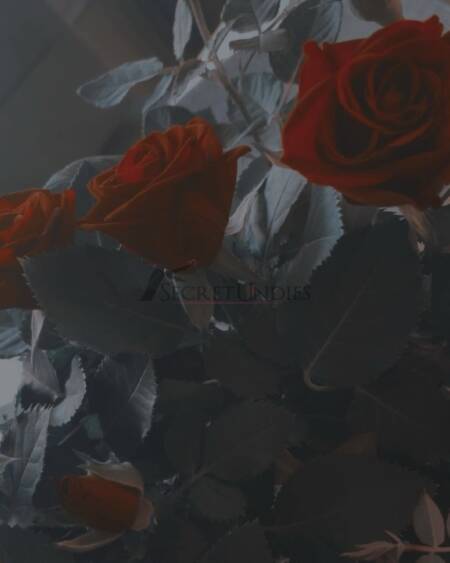 Profilbild von Haunted