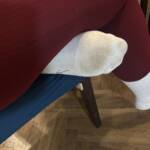 Galeriebild 1 von Begforfeet2