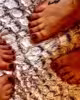 Begforfeet2