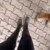 Frisch vom Pferd: Larissas intensiv getragene Reitsocken frisch vom Pferd!
