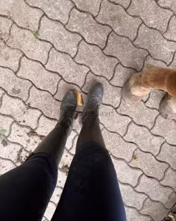 Frisch vom Pferd: Larissas intensiv getragene Reitsocken frisch vom Pferd!