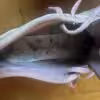 Jahrelang getragene Reeboks